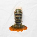 Lobster Tail